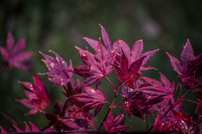 Close-up of red flowers blooming outdoors