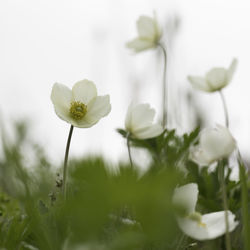 Close-up of white flowering plant