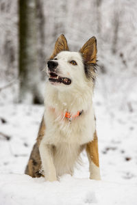 Close-up of dog on snow