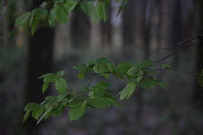 Close-up of fresh green plant in forest