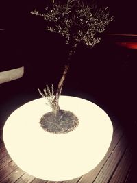 High angle view of illuminated plant on table