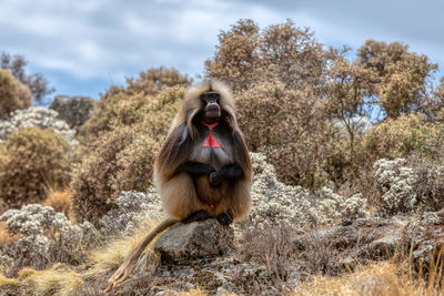 Monkey looking away on rock