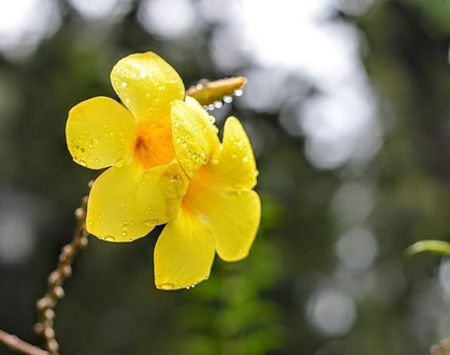flower, petal, freshness, fragility, drop, flower head, yellow, wet, water, close-up, growth, beauty in nature, focus on foreground, dew, nature, blooming, single flower, raindrop, rain, plant