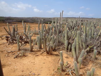 Plants growing on field against sky