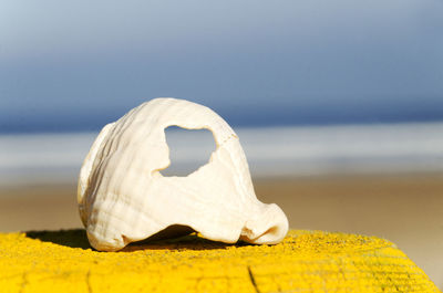 Close-up of white seashell on yellow table at beach