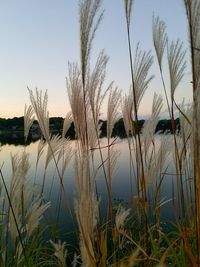 Scenic view of lake against clear sky