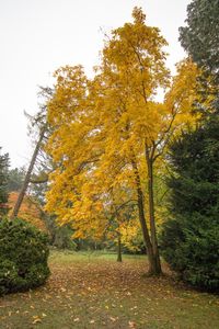 Low angle view of trees in autumn