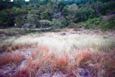 View of a forest