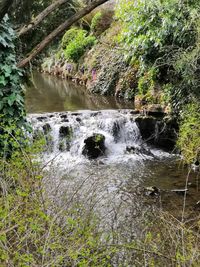 Scenic view of waterfall in forest