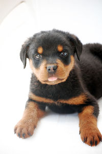 Close-up portrait of a dog over white background