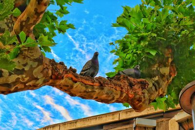 Low angle view of bird perching on tree against sky