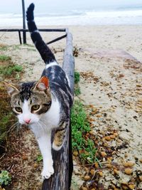 Portrait of cat on beach