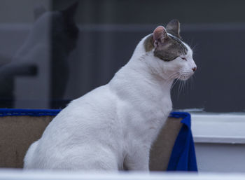 Close-up of a cat looking away