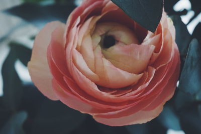 Close-up of rose blooming outdoors