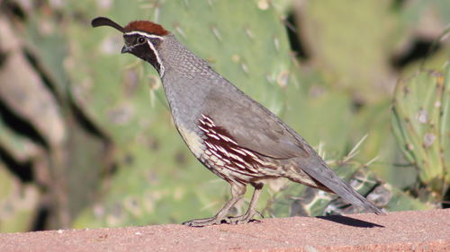 Side view of callipepla gambelii