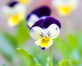 Close-up of purple flowering plant