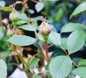 Close-up of leaves