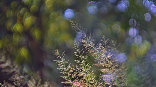 Full frame shot of flowering plants on land