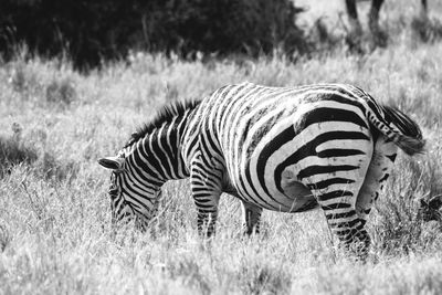 Zebra grazing on field