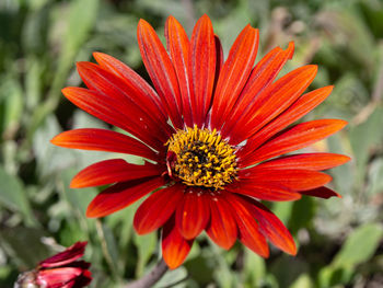 Close-up of red orange flower