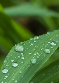 Close-up of raindrops on leaves