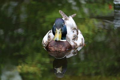 Mallard duck swimming in pond