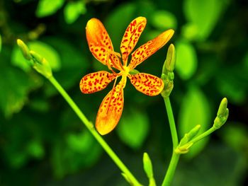 Close-up of flowers
