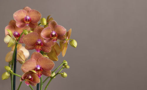 Close-up of pink orchid against white background