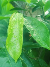 Close-up of raindrops on leaves