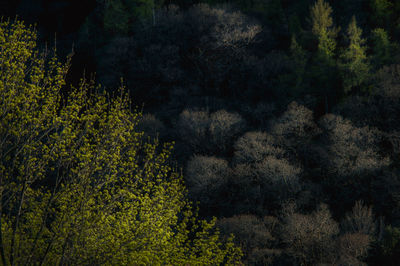 Trees in forest at night