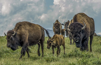 American bison on field against sky