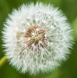 Close-up of dandelion flower