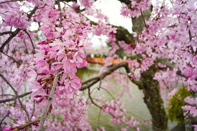 Close-up of pink flowers blooming in field