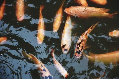 High angle view of koi carps swimming in lake