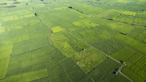 High angle view of green field