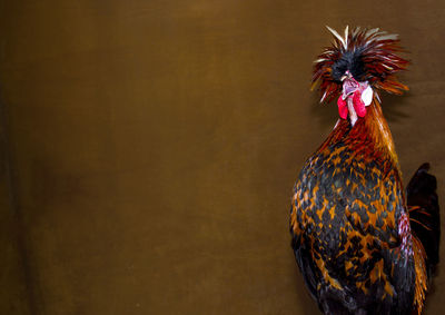 Rooster crowing against brown wall