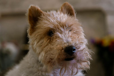 Close-up portrait of a dog