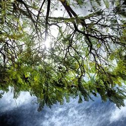 Low angle view of trees against sky