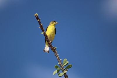 Low angle view of lesser goldfinch perching on twig against blue sky