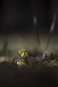 Macro photo of a  flower in springtime