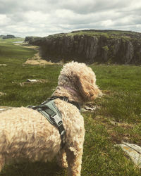 Dog on grassy field