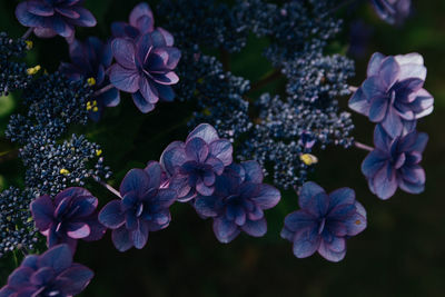 Close-up of purple flowering plant