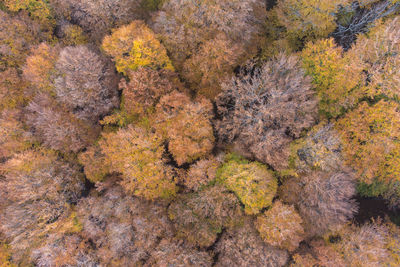 Aerial view of the foggy forest during autumn