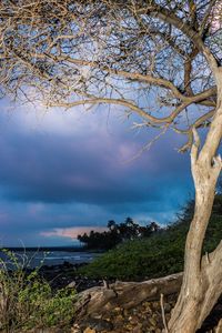 Scenic view of tree by sea against sky