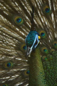 Close-up of peacock