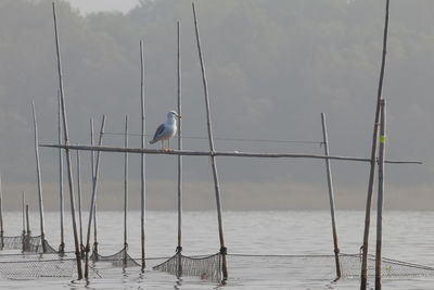 High angle view of gray heron perching on beach against sky