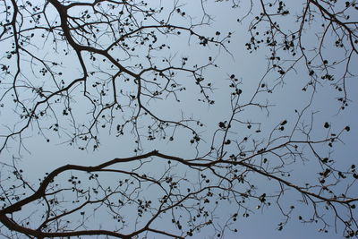 Low angle view of silhouette bare tree against clear sky