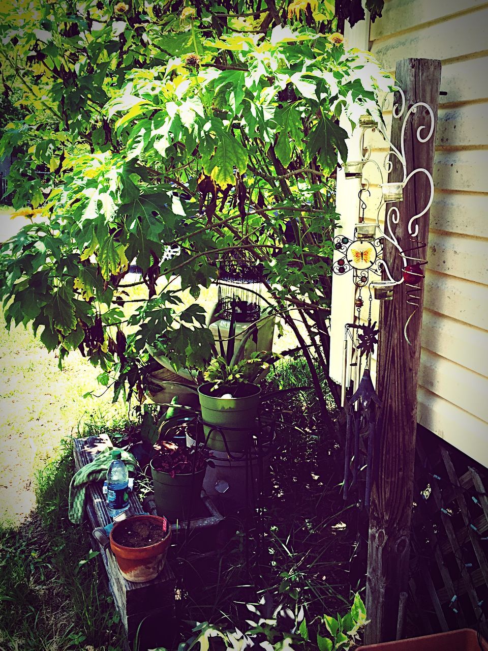 plant, growth, built structure, potted plant, architecture, building exterior, wall - building feature, no people, text, leaf, day, green color, front or back yard, sunlight, house, wall, outdoors, tree, western script, shadow