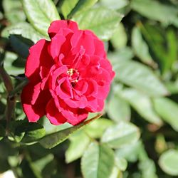 Close-up of pink rose blooming outdoors