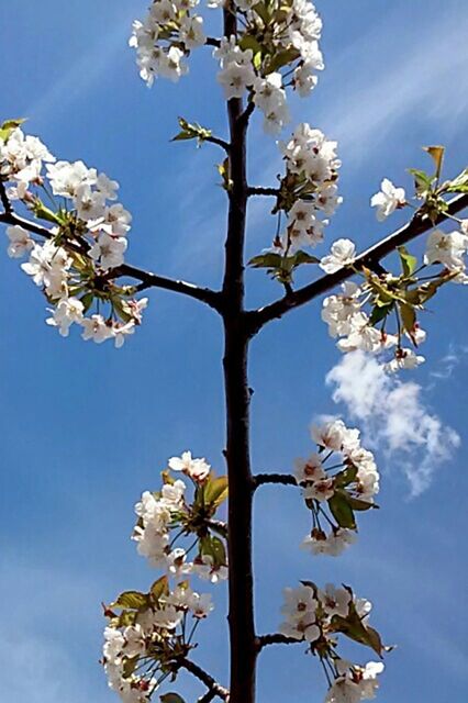 flower, freshness, low angle view, branch, fragility, growth, tree, blossom, cherry blossom, beauty in nature, cherry tree, nature, in bloom, petal, fruit tree, blooming, sky, white color, springtime, blue